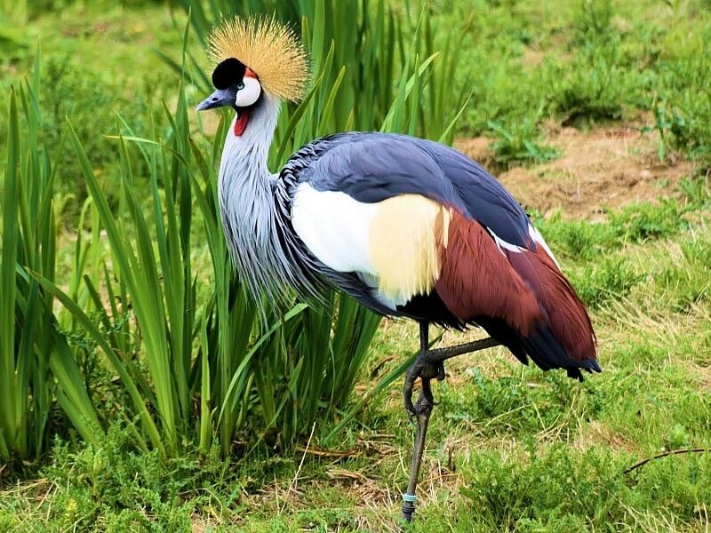 Grey Crowned Crane