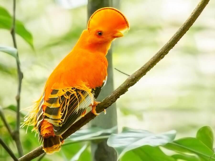 Guianan Cock Of The Rock