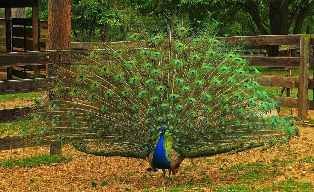 Indian Peacock