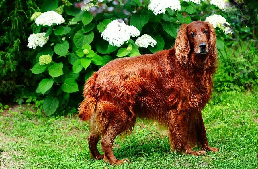 Irish Setter