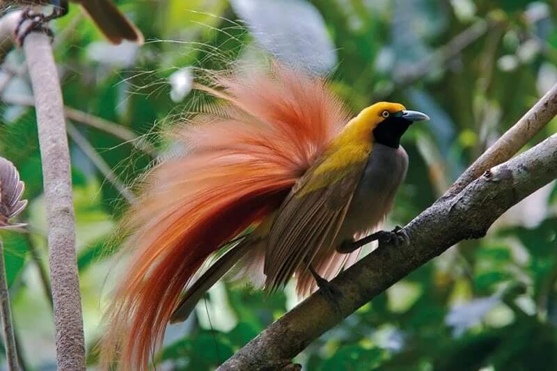 Lesser Bird Of Paradise