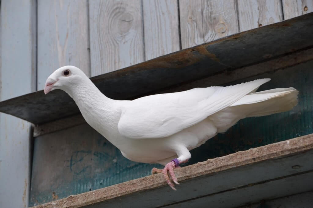 Messenger Pigeon