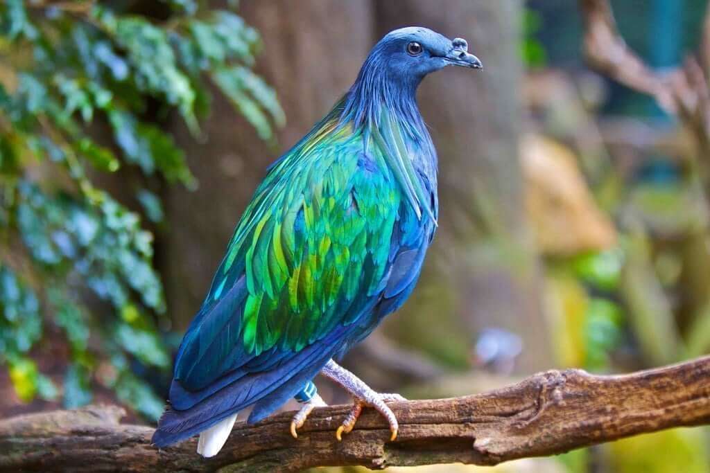 Nicobar Pigeon