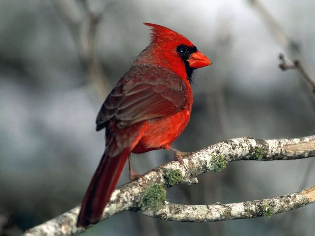 Northern Cardinal