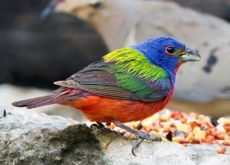 Painted Bunting