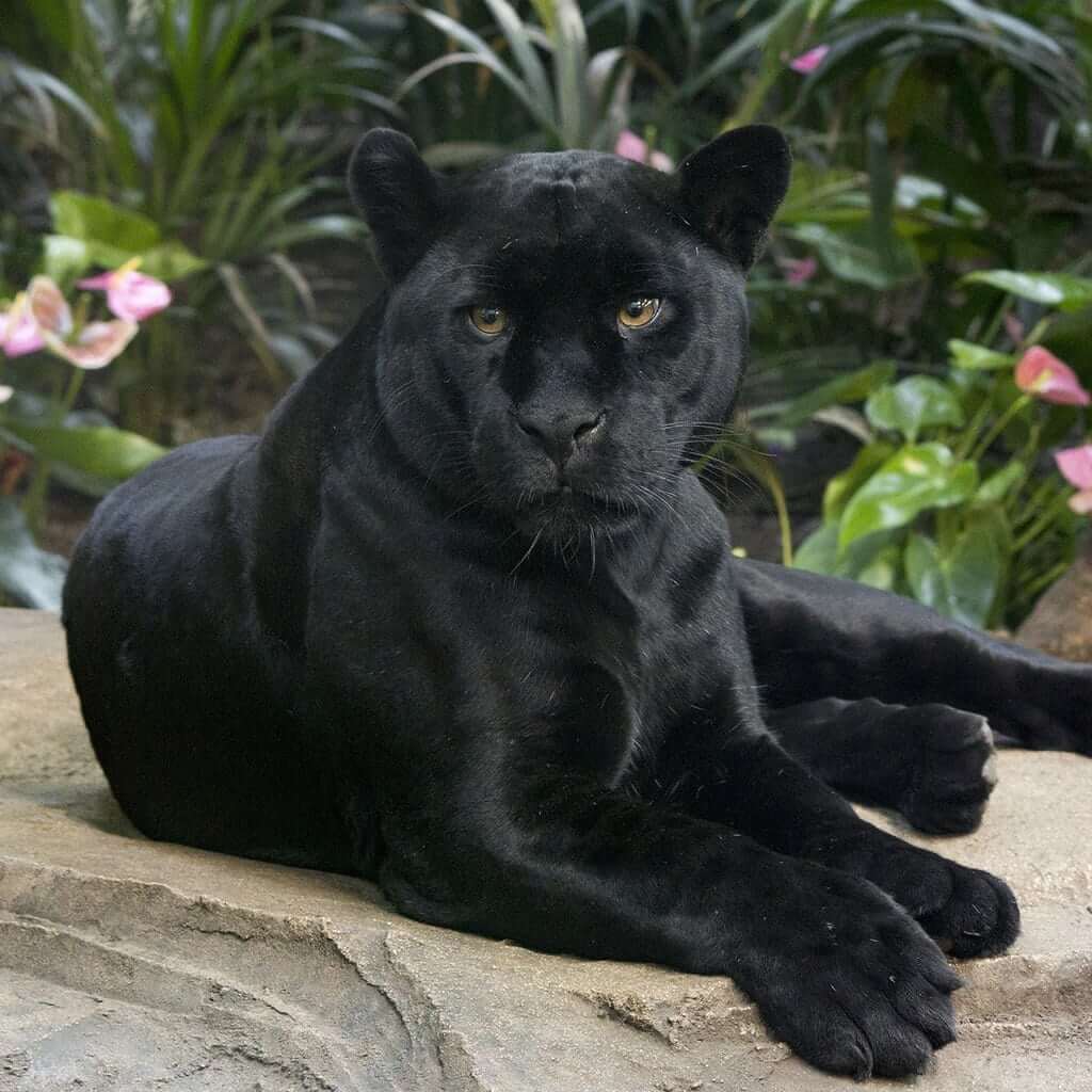 Panther