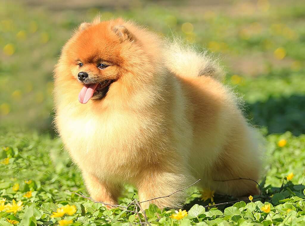 Pomeranian Spitz