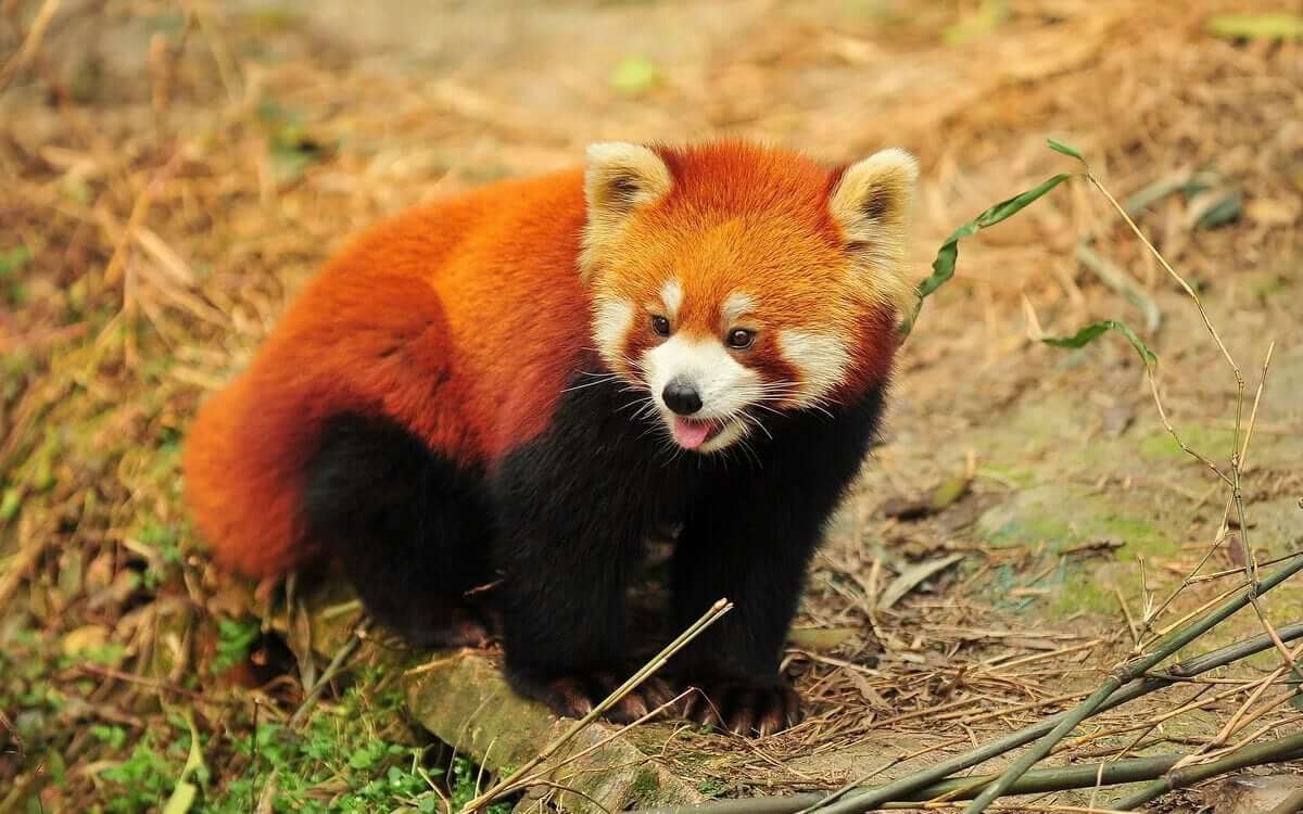 Red Panda