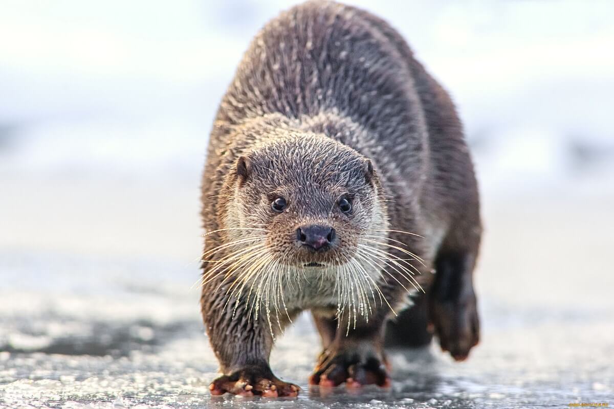 Sea Otter