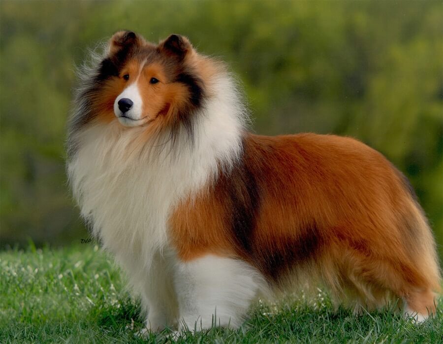 Sheltie