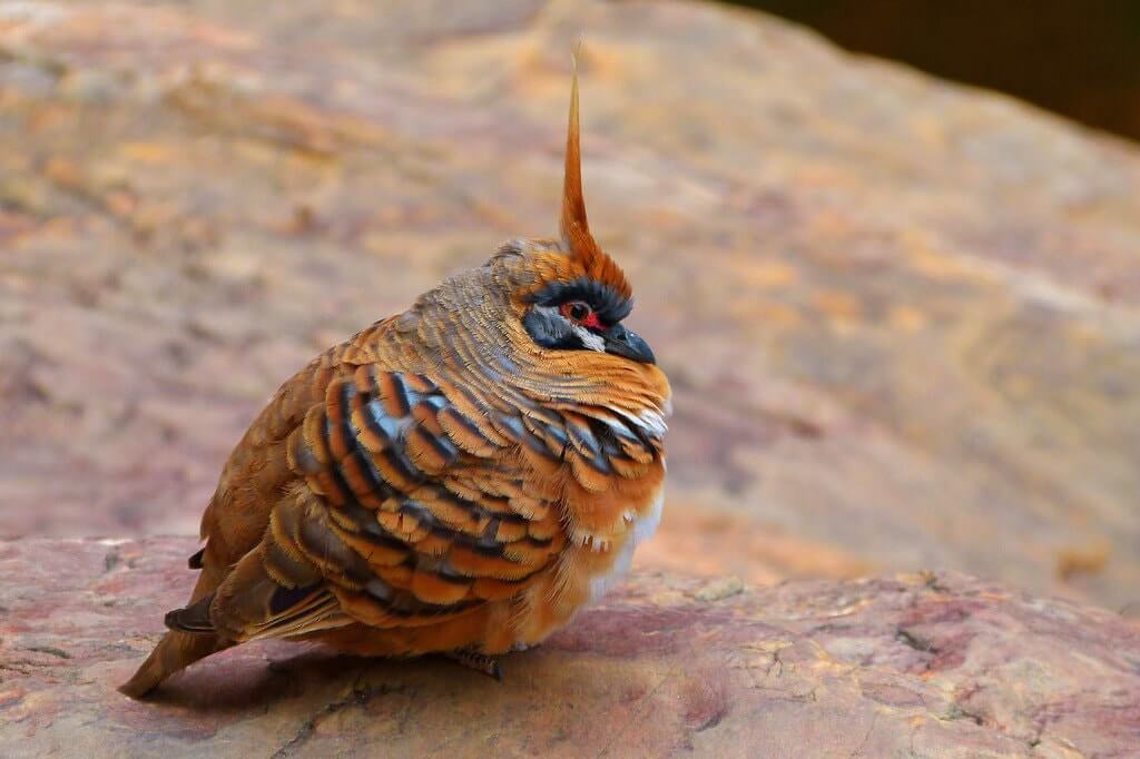 Spinifex Pigeon