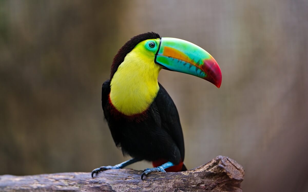 Toucans