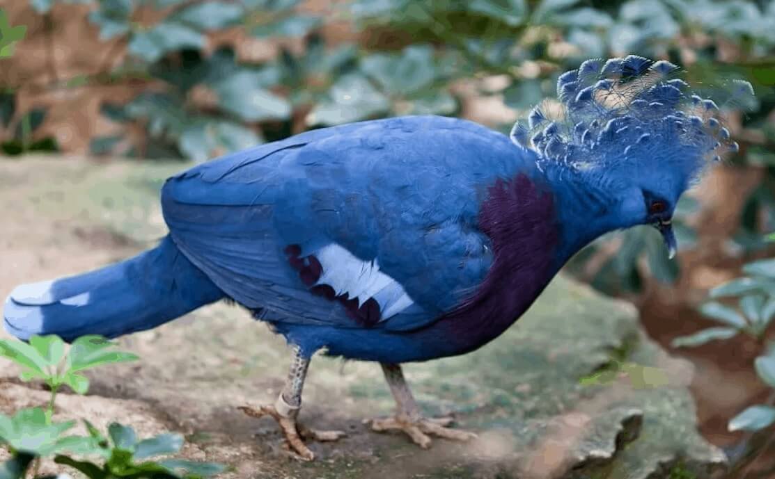 Victoria Crowned Pigeon