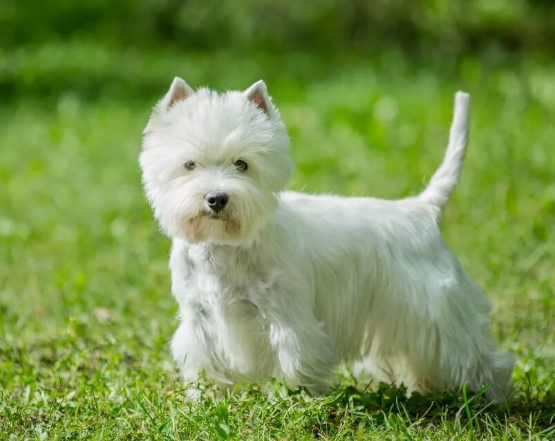 West Highland White Terrier