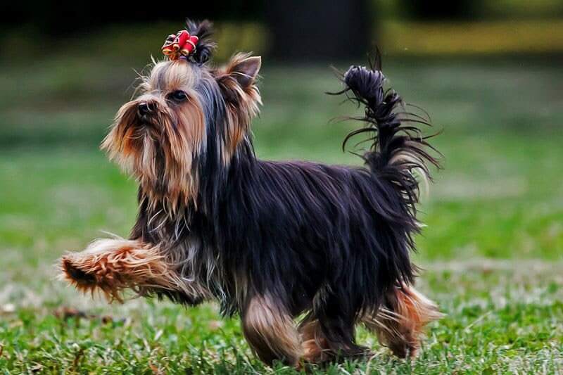 Yorkshire Terrier