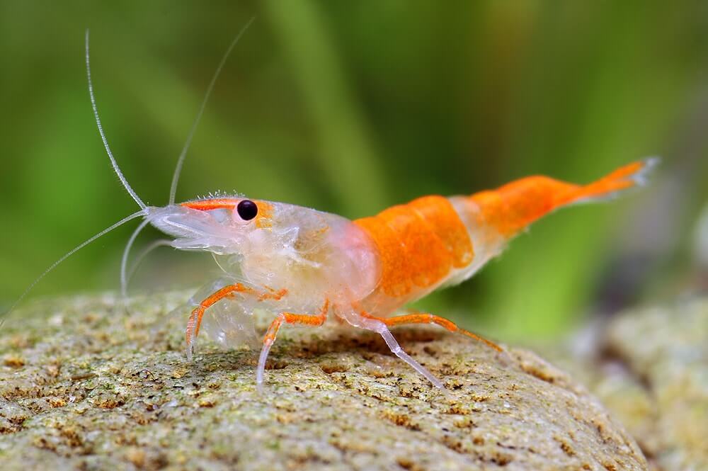 A Shrimp Has Its Heart In Its Head