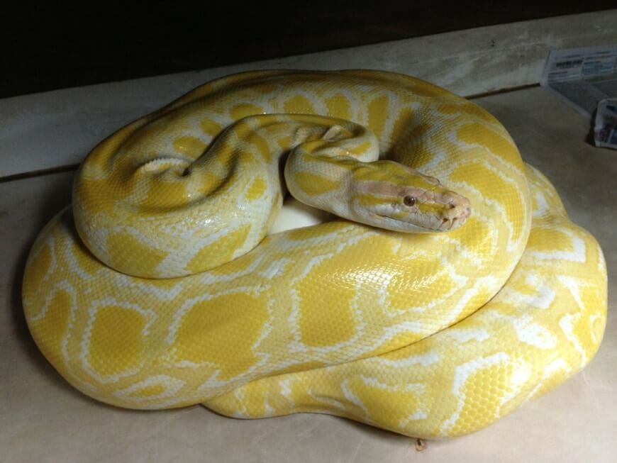 Albino Burmese Python