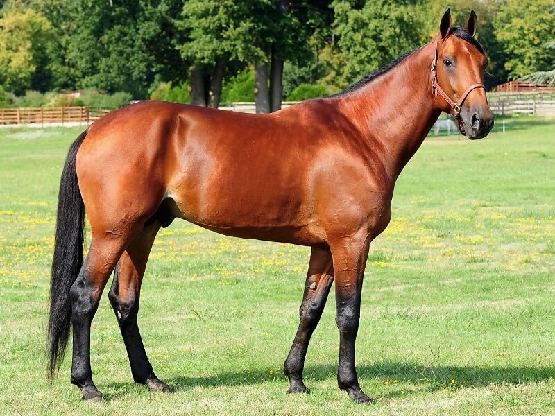 American Trotting Horse