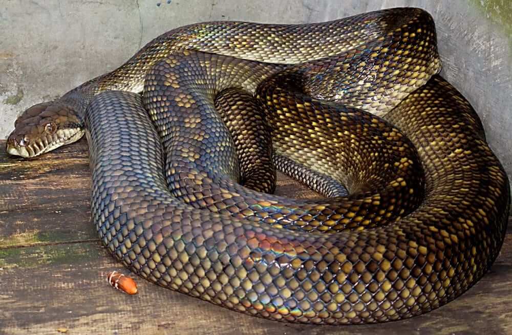 Amethystine Python