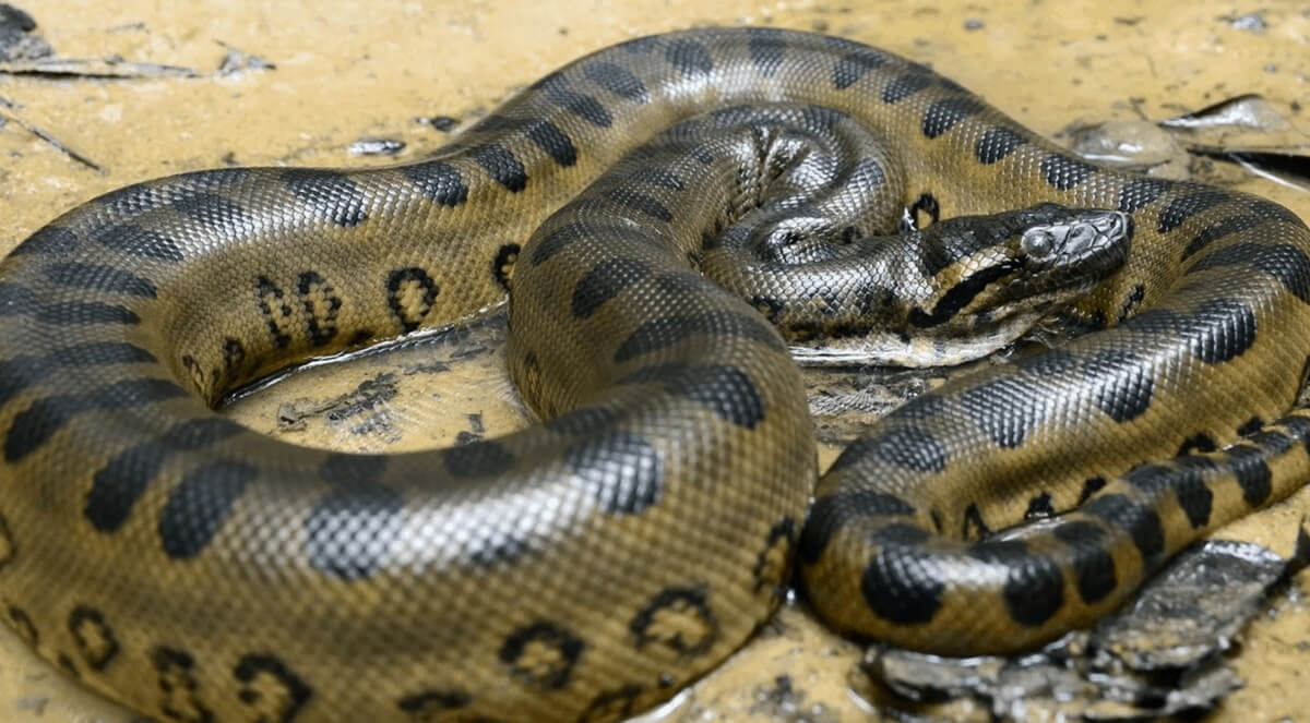 Anaconda