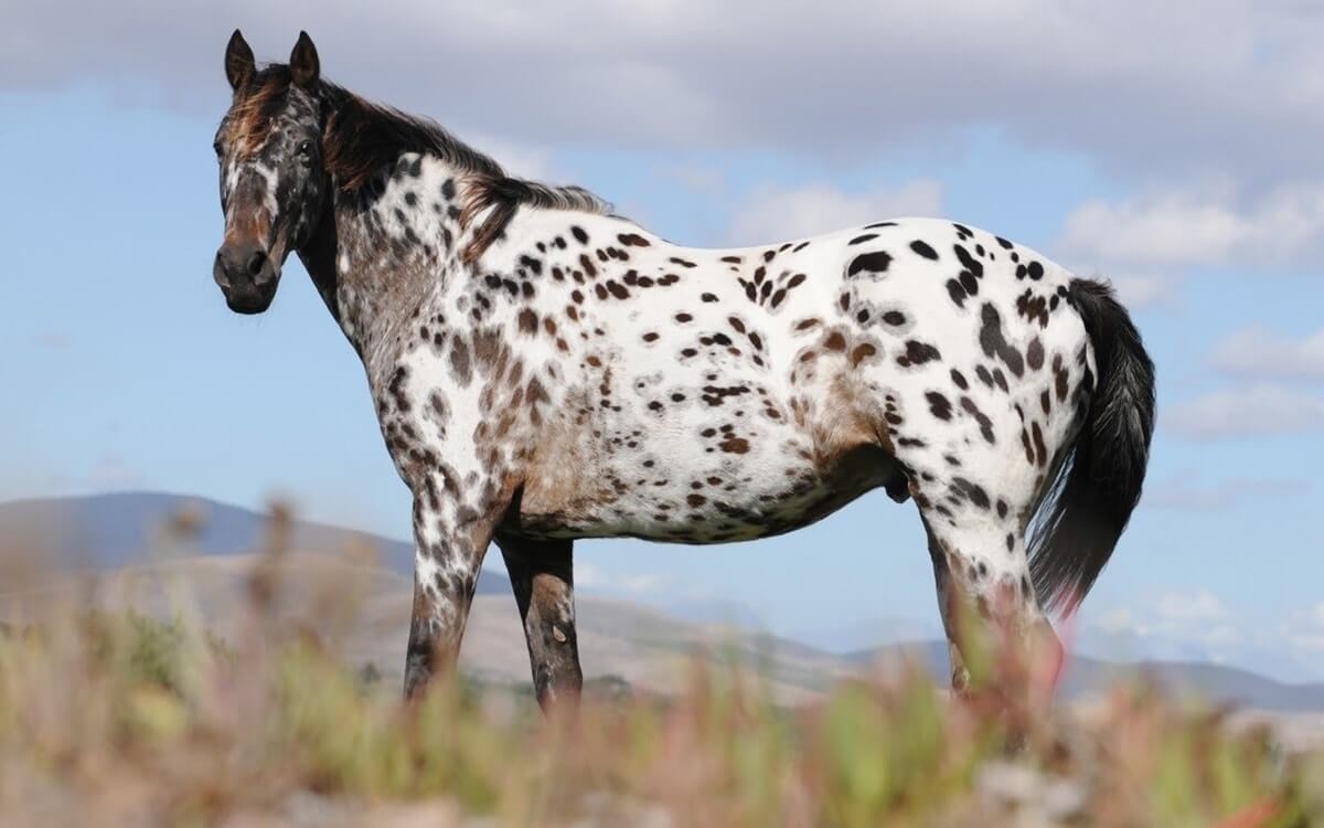 Appaloosa