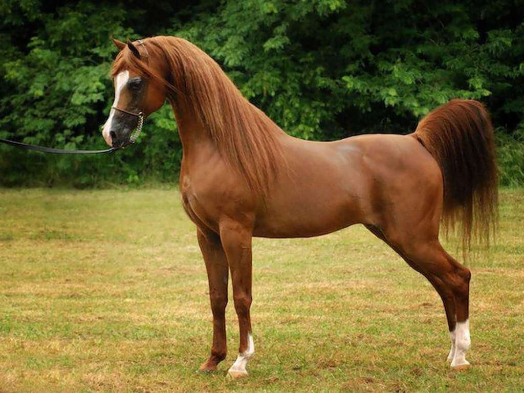 Arabian Horse