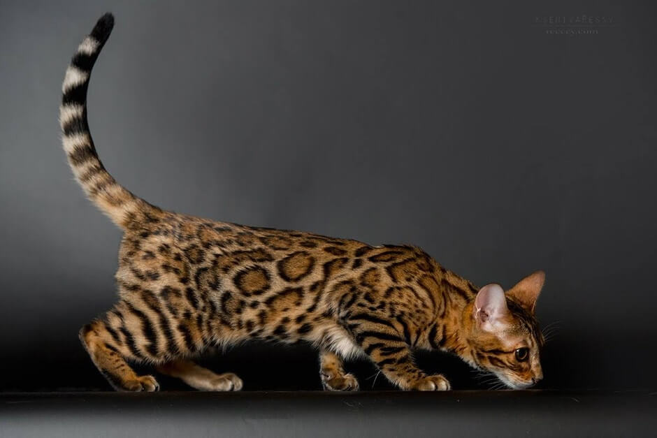 Bengal Cat