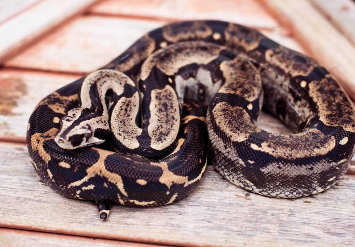 Boa Constrictor