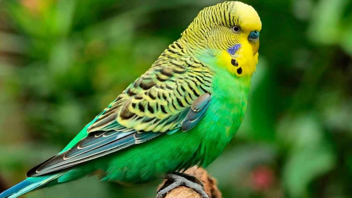 Budgerigar