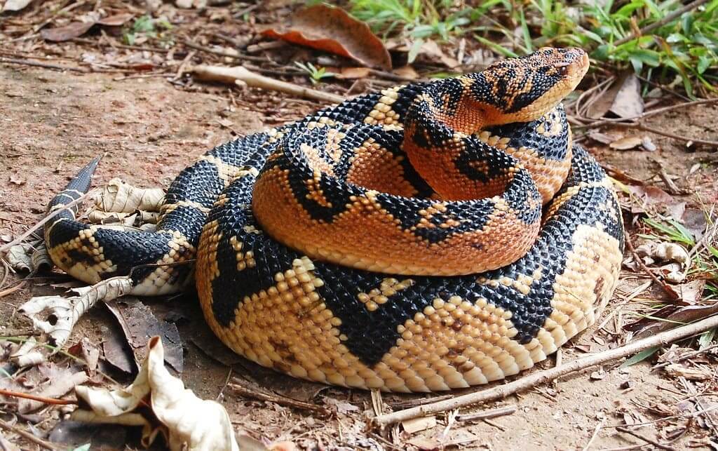 Bushmaster Snake