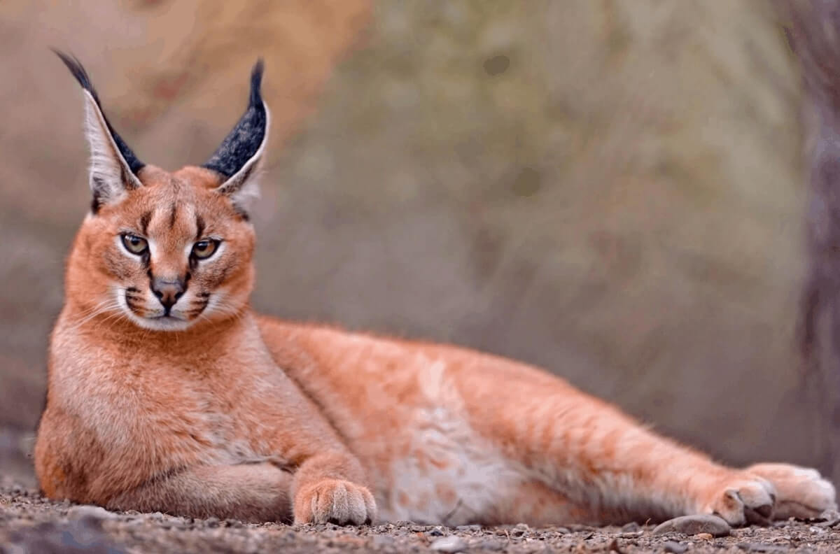 Caracal