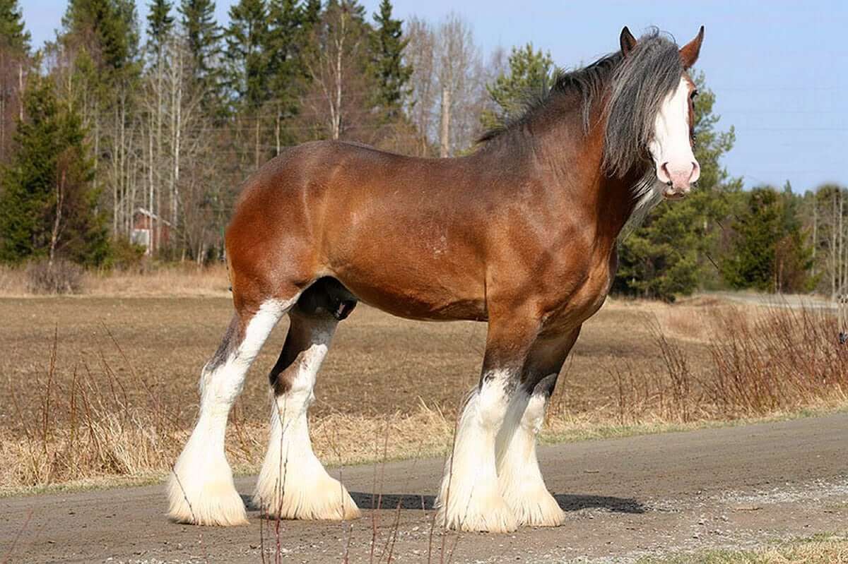 Clydesdale Horse