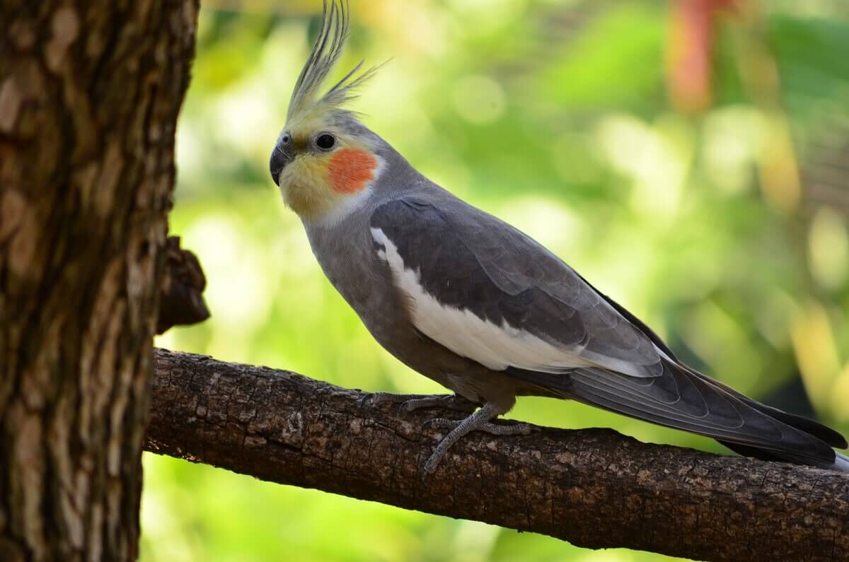 Cockatiel