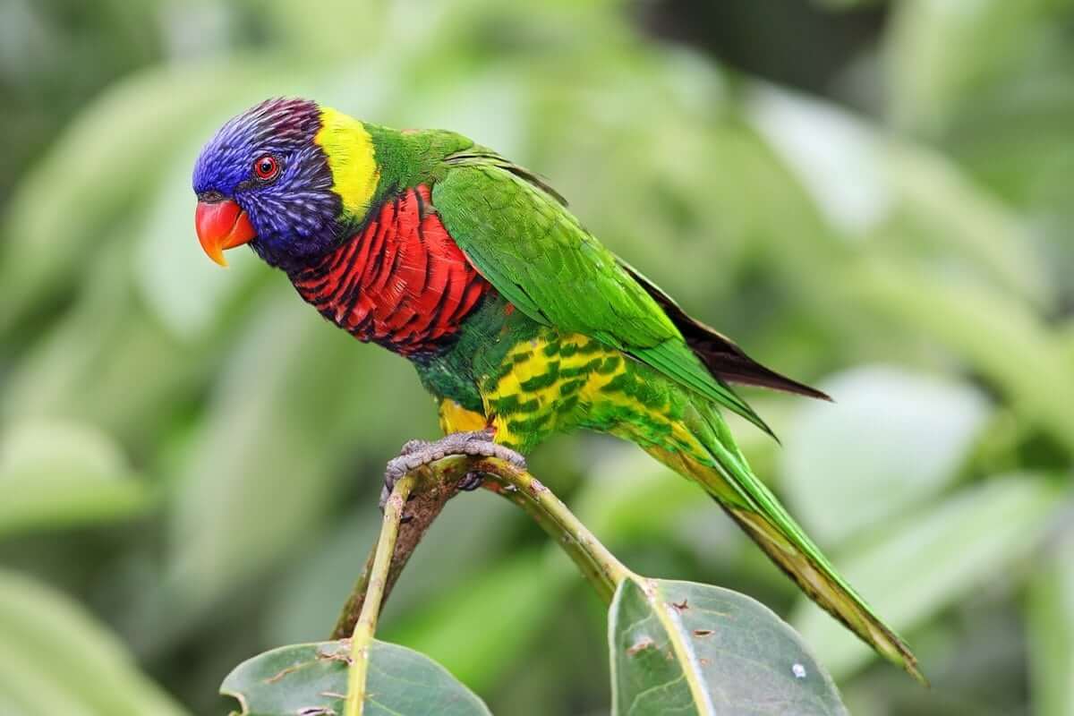 Coconut Lorikeet