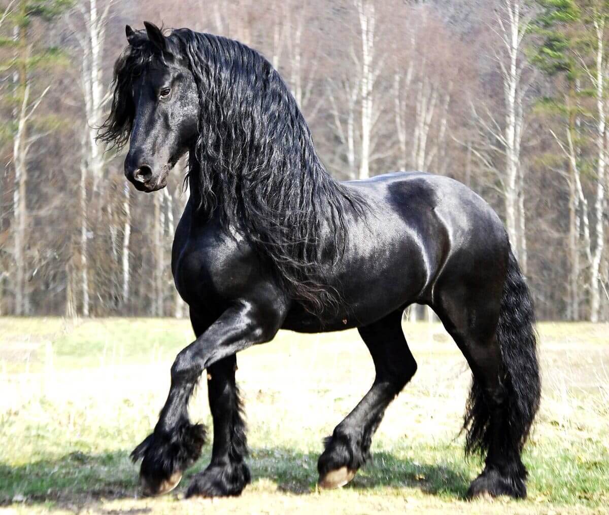 Friesian Horse