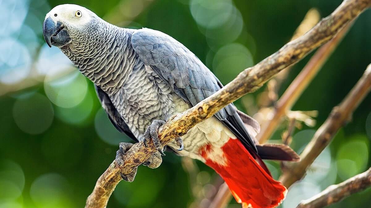 Grey Parrot