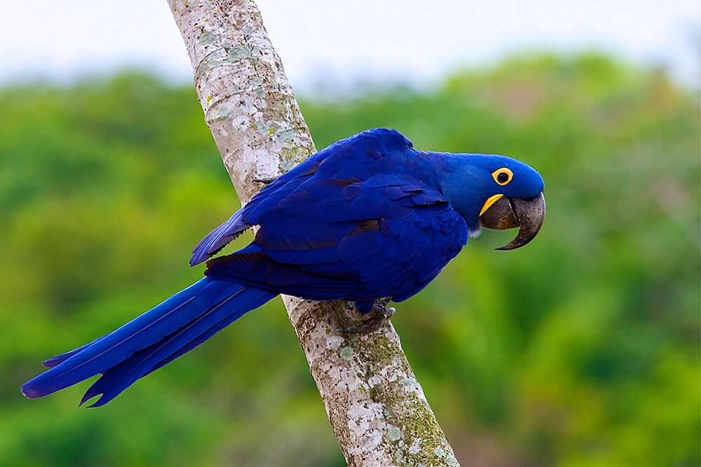 Hyacinth Macaw