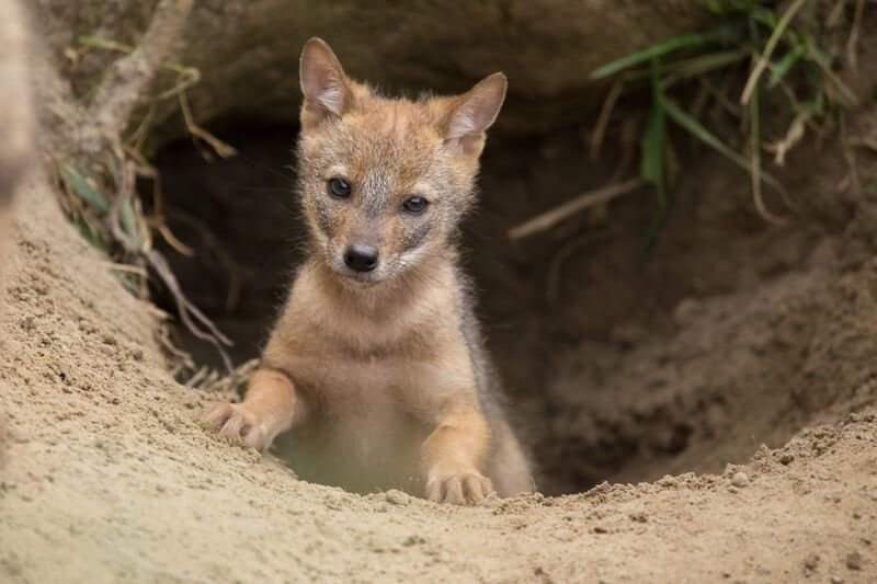 Jackal Cubs Are Born Underground