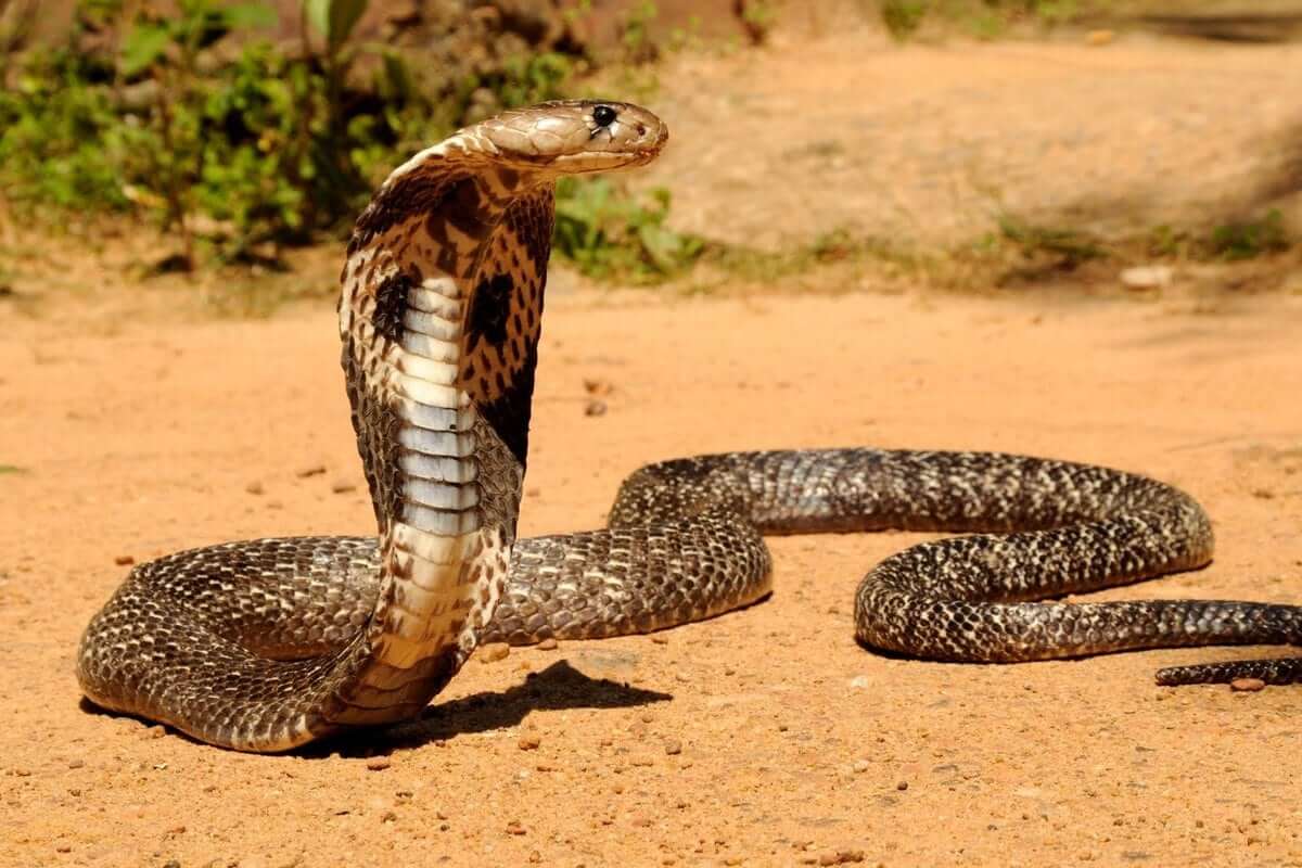 King Cobra