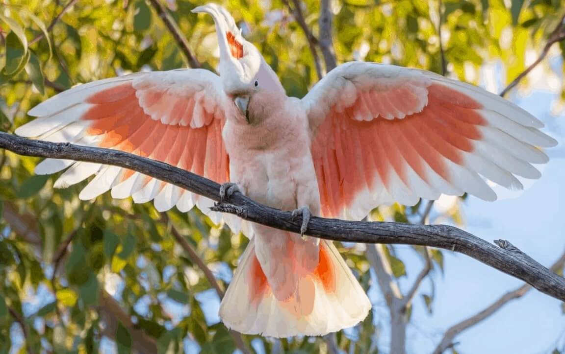 Major Mitchell's Cockatoo