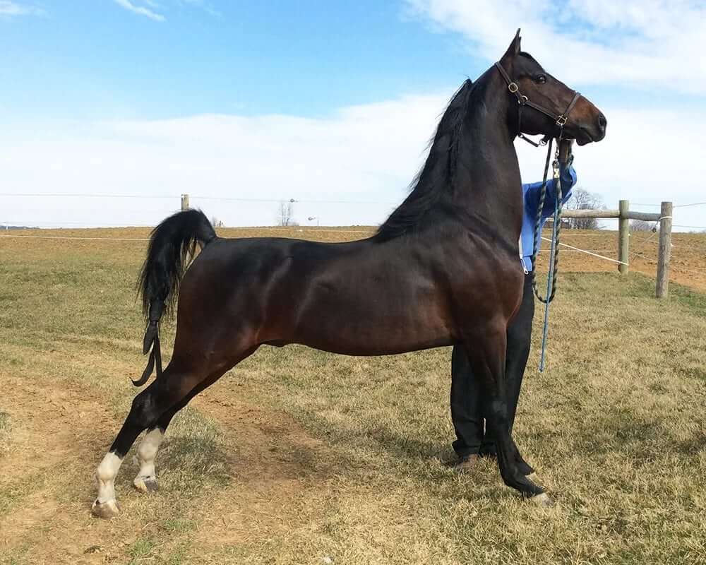 Morgan Horse