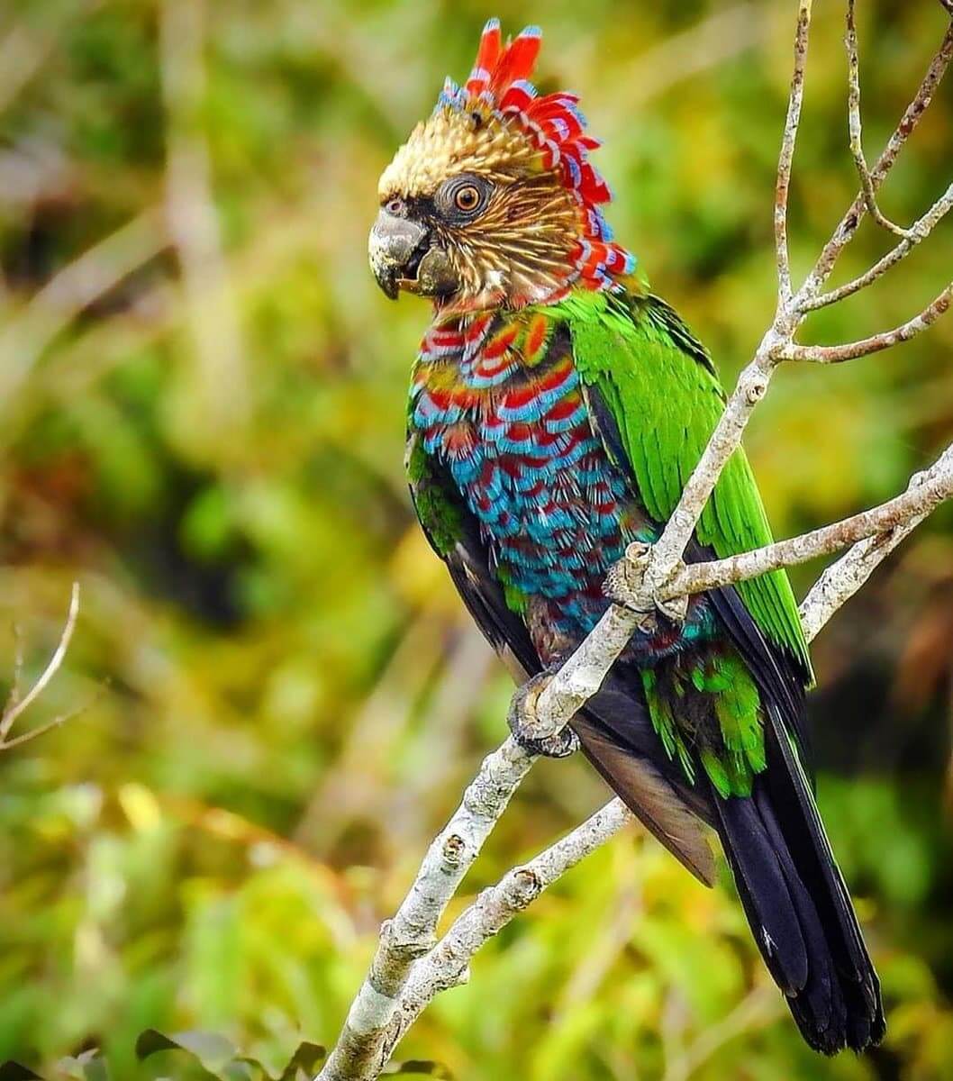 Red Fan Parrot