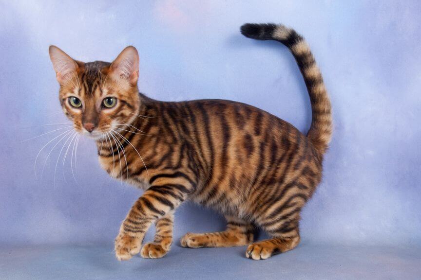 Toyger