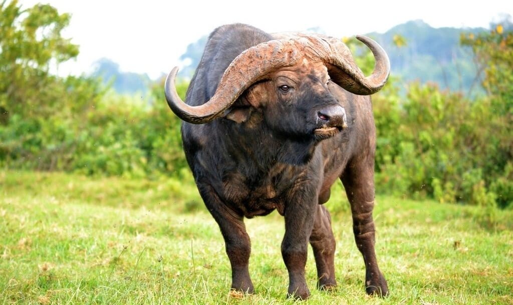 African Buffalo