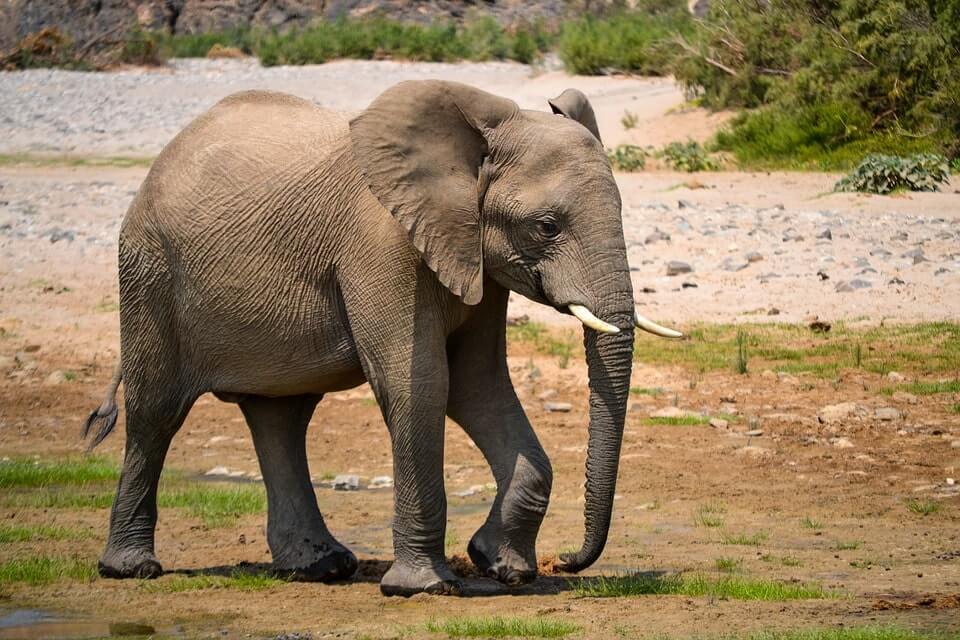 African Elephant