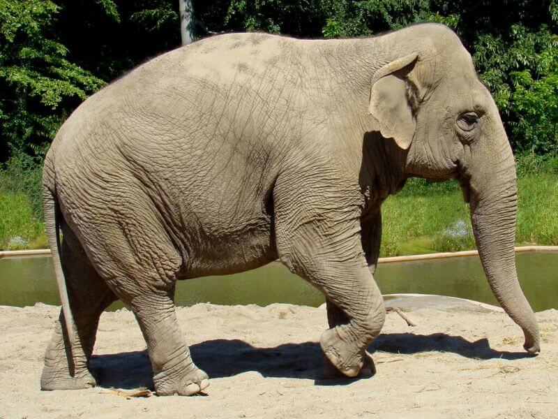 Asian Elephant