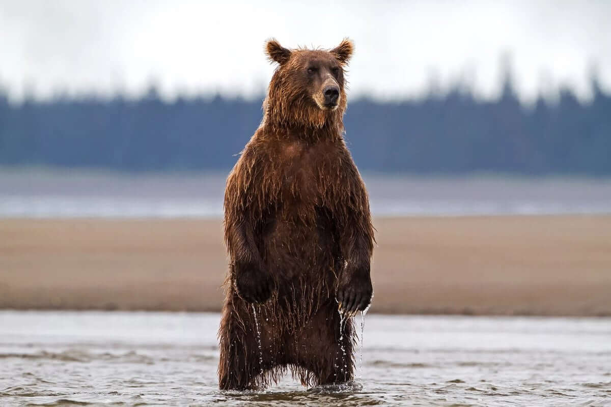 Brown Bear