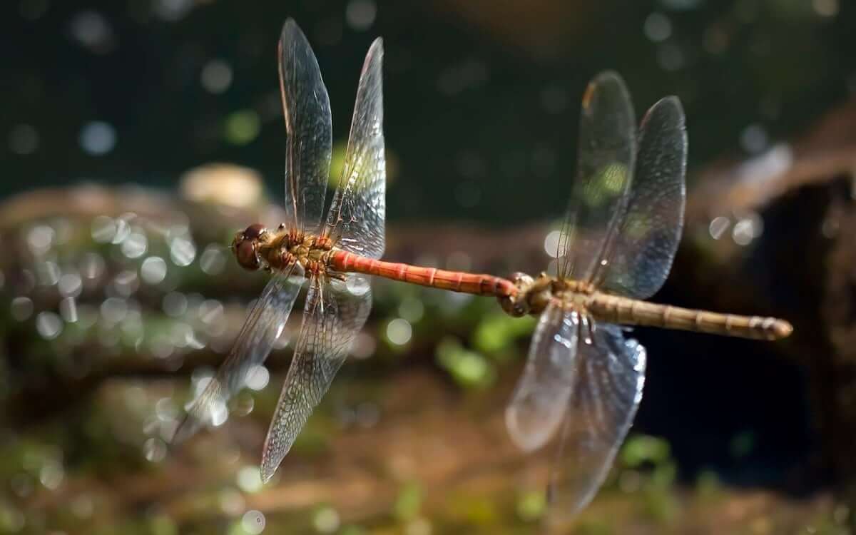 Dragonflies