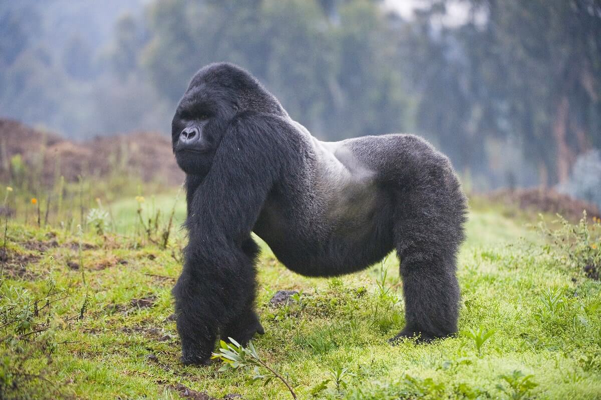 Eastern Gorilla