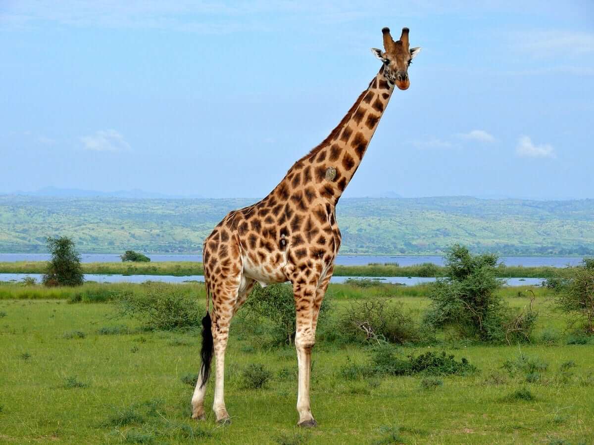 Giraffe